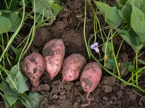 Quality potatoes